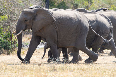 Elephants drinking water