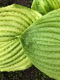 Close-up of wet leaf