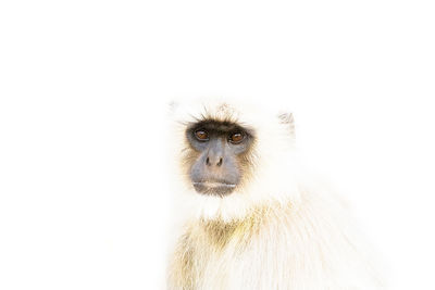 Close-up of a monkey over white background