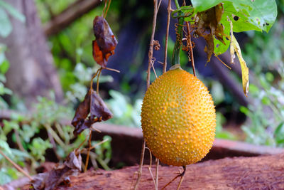 Gac fruit is a thai fruit that has medicinal properties.