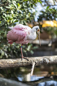 Bird perching on a tree