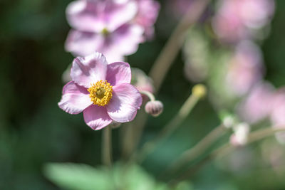 Close-up of pink flowering plant