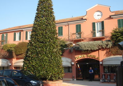 Christmas tree in city