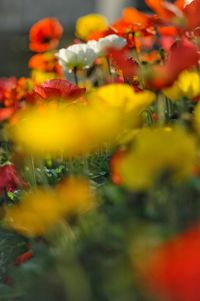 Close-up of yellow poppy flowers