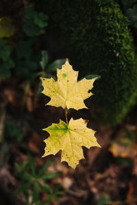 Leaves with colors of autumn.