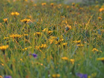 Close-up of yellow flowering plants on field