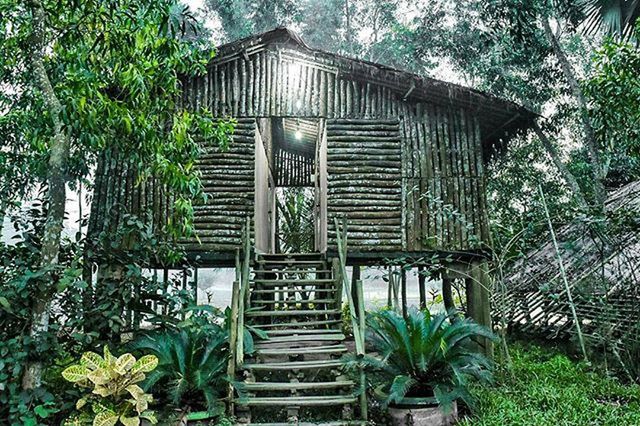 tree, built structure, steps, architecture, building exterior, plant, growth, staircase, house, steps and staircases, wood - material, green color, railing, nature, bench, outdoors, day, front or back yard, no people, entrance