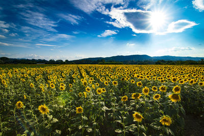 Scenic view of sunflower field against sky