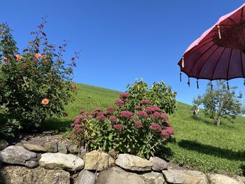 Flowering plants against clear sky