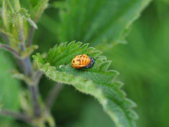 Close-up of ladybug on leaf