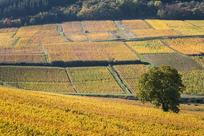 View of vineyard