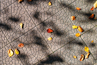 High angle view of orange leaf on street