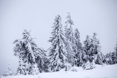 Trees in forest against clear sky during winter