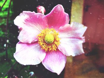 Close-up of pink flower