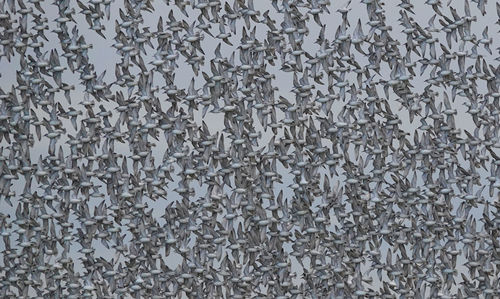 A flock of knot in flight filling the frame