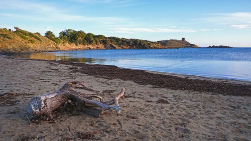 View of driftwood on beach against sky