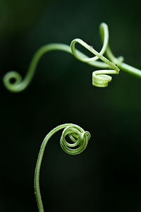 Close-up of green plant