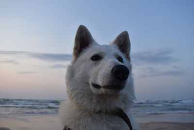 White swiss shepherd by seaside