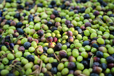 Background is scattering of green and black olives. new crop. concept of organic products.