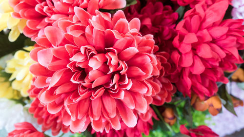 Close-up of pink dahlia blooming outdoors