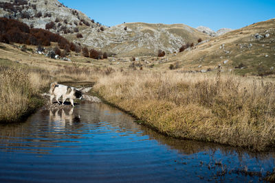 Dog in water on mountain against sky