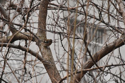 Low angle view of bird perching on bare tree