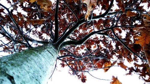 Low angle view of tree against sky