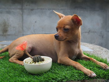 Dog sitting in a bowl