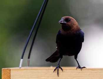 Close-up of bird perching on wall