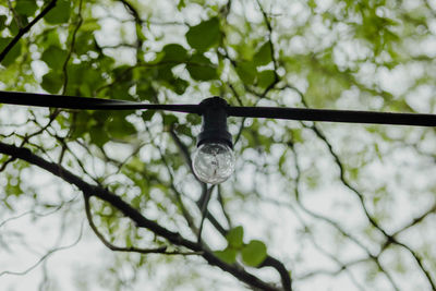 Low angle view of light bulb on tree
