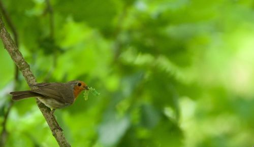 Close up of an animal