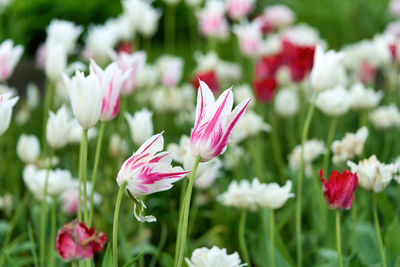 Close-up of pink flowering plants on field