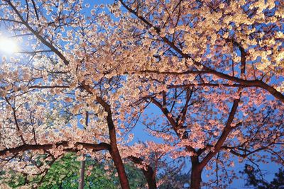 Low angle view of flower trees against sky