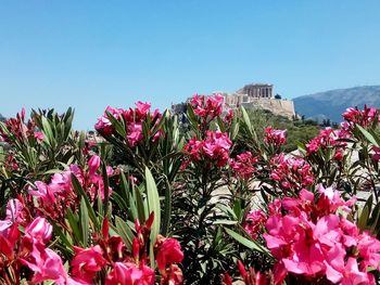 Close-up of pink flowering plants against sky