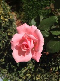 Close-up of pink rose