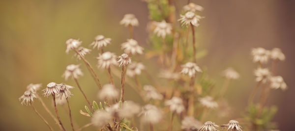 Close-up of flowers growing in field
