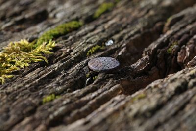 Close-up of rusty nail on wood