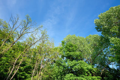 Low angle view of trees against sky