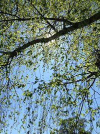 Low angle view of trees in forest against sky