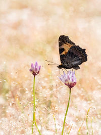 Close-up of butterfly on purple flower