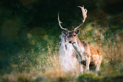 Deer standing in a field