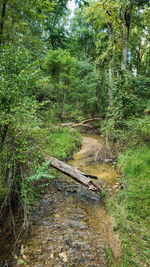 Stream flowing through trees in forest