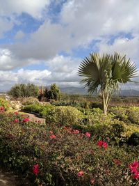 Scenic view of flowering plants on field against sky