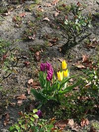 High angle view of crocus blooming on field