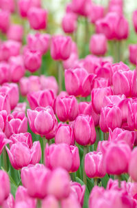 Full frame shot of pink tulips