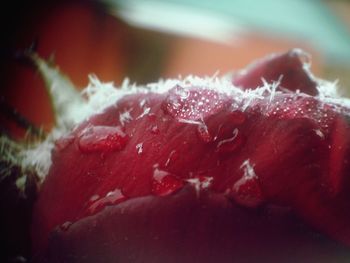 Close-up of red flower