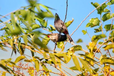 Low angle view of bulbul bird perching on plant