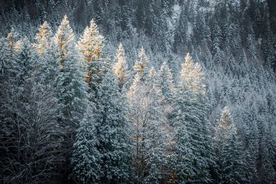 Trees in forest during winter