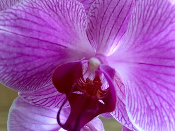 Close-up of pink flower