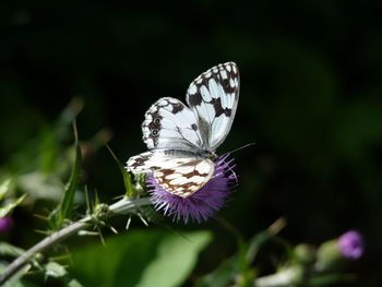 Close-up of butterfly pollinating on flower